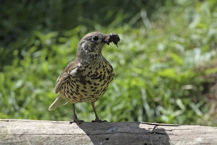 Framed Print : Mistle thrush (Turdus viscivorus)