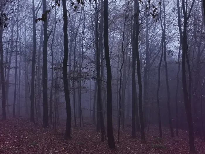 Framed Print : Misty forest in autumn colors, gloomy and mystical atmosphere with bare trees