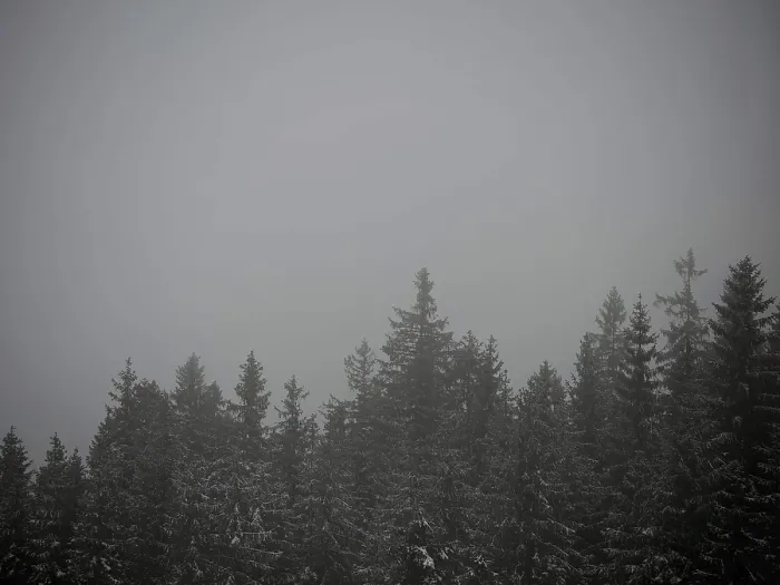 Framed Print : Misty forest with dark tree tops creates a gloomy atmosphere