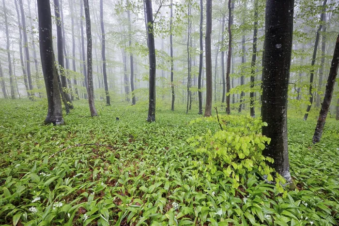 Framed Print : A misty forest with densely grown wild garlic (Allium ursinum) and tall trees creating a calm and peaceful atmosphere Framed Print : A misty forest with densely grown wild garlic (Allium ursinum) and tall trees creating a calm and peaceful atmosphere