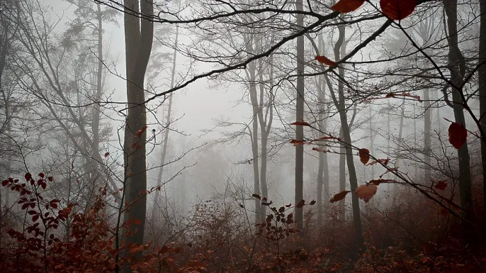 Framed Print : Misty forest with fallen leaves and bare branches full of mystical peace
