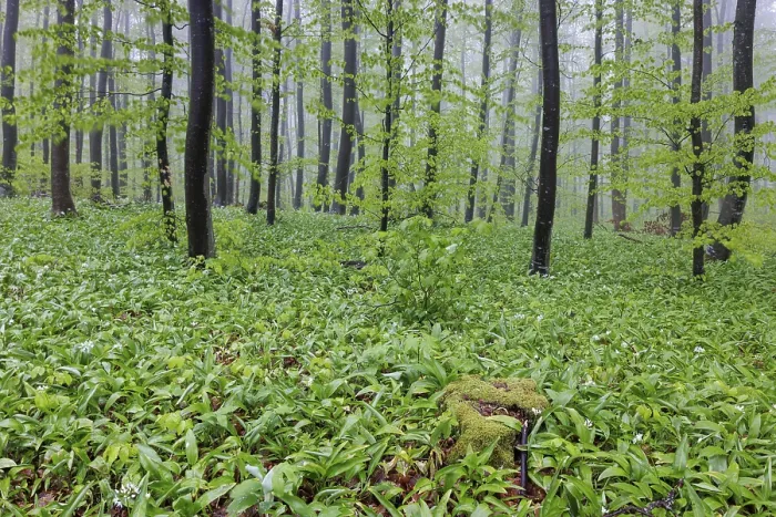 Framed Print : A misty forest where the forest floor is covered with wild garlic (Allium ursinum)