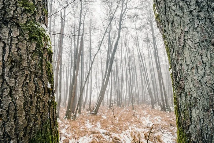 Framed Print : Misty forest behind two large trees with mossy rind in the winter Framed Print : Misty forest behind two large trees with mossy rind in the winter