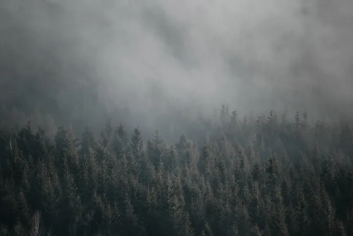 Framed Print : Misty forest with pine trees creating a moody and atmospheric scenery Framed Print : Misty forest with pine trees creating a moody and atmospheric scenery