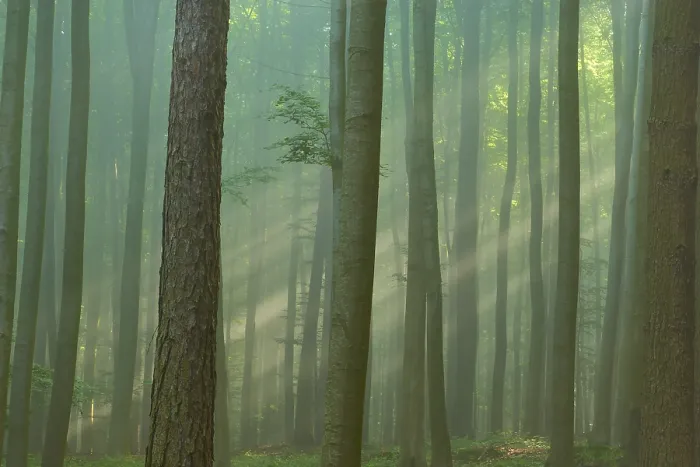 Framed Print : A misty forest with rays of light shining through the trees with a calm Framed Print : A misty forest with rays of light shining through the trees with a calm