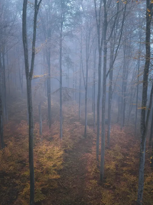 Framed Print : Misty forest scene with autumn leaves and tall trunks