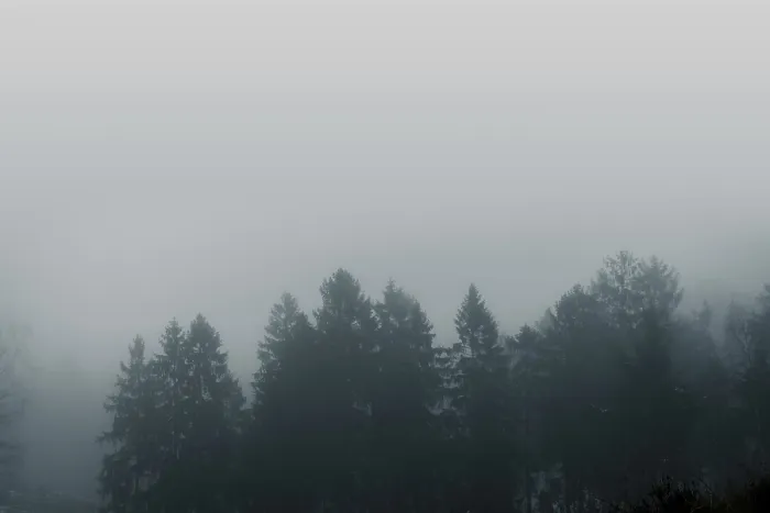 Framed Print : Misty forest scenery with pine treetops covered with fog in a moody moment Framed Print : Misty forest scenery with pine treetops covered with fog in a moody moment