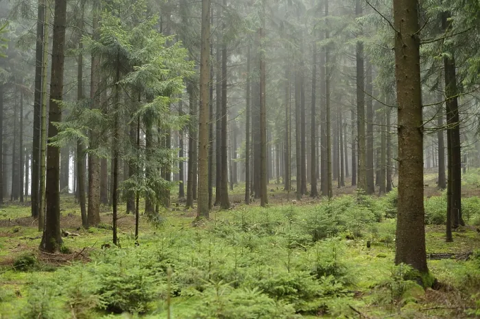 Framed Print : Misty forest with tall pine trees