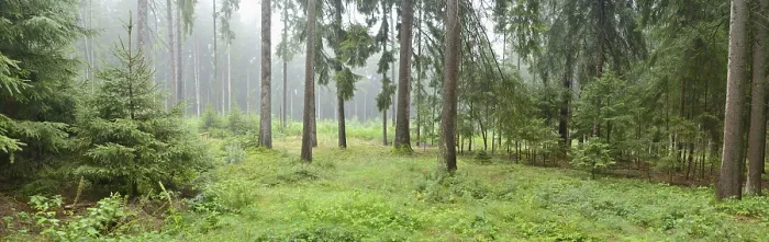 Framed Print : Misty forest with tall pine trees and lush green undergrowth creating a serene and tranquil atmosphere