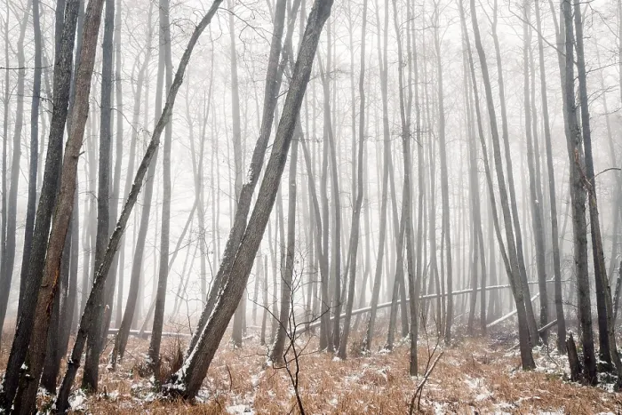 Framed Print : Misty forest in the winter with barenaked trees covered in fog on a cold day in january