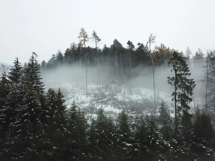 Framed Print : Misty snow-dusted forest on a foggy hillside with tall pine silhouettes Framed Print : Misty snow-dusted forest on a foggy hillside with tall pine silhouettes