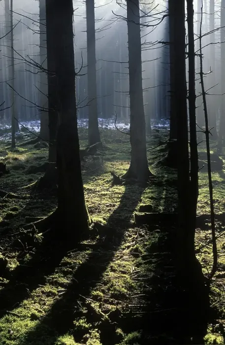 Framed Print : Misty spruce forest Germany