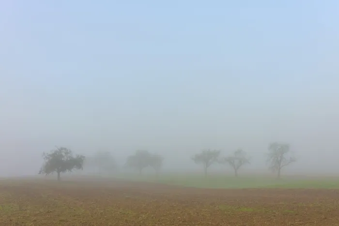 Framed Print : Misty trees in a field, blurred contours create autumnal tranquillity