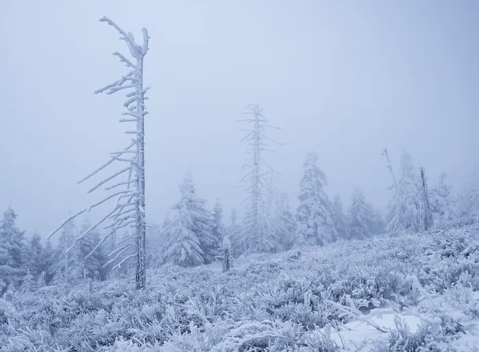 Framed Print : Misty winter forest with snow-covered fir trees (Abies alba) and a barren