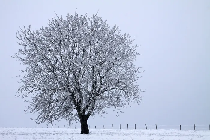 Framed Print : Misty winter landscape with tree