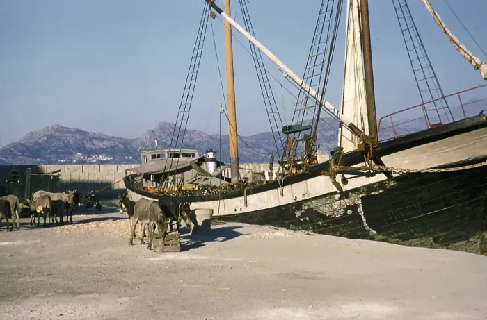 Framed Print : Mit Maultieren beladenes hoelzernes Segelschiff im Hafen von Calvi, Korsika, Frankreich, Ende der 1950er Jahre Framed Print : Mit Maultieren beladenes hoelzernes Segelschiff im Hafen von Calvi, Korsika, Frankreich, Ende der 1950er Jahre