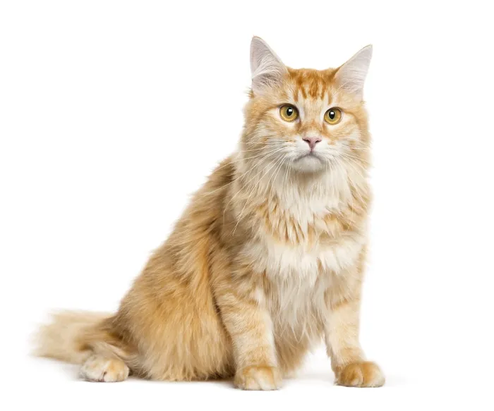 Framed Print : Mixed-breed cat sitting in front of white background Framed Print : Mixed-breed cat sitting in front of white background