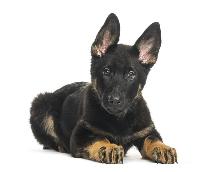 Framed Print : Mixed breed dog, 4 months old, lying in front of white background