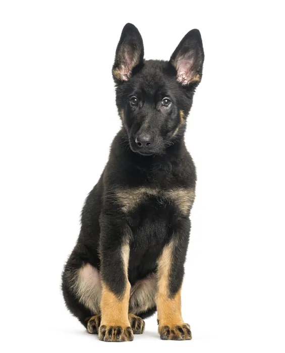 Framed Print : Mixed breed dog, 4 months old, sitting in front of white background