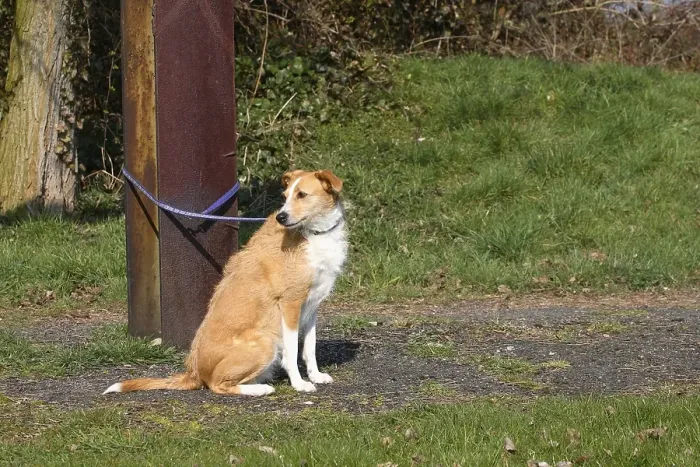 Framed Print : Mixed breed dog, abandoned, tied to rusty iron beam Framed Print : Mixed breed dog, abandoned, tied to rusty iron beam