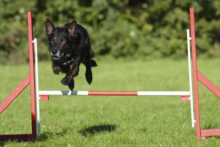 Framed Print : Mixed breed dog, agility, jumps over hurdle Framed Print : Mixed breed dog, agility, jumps over hurdle