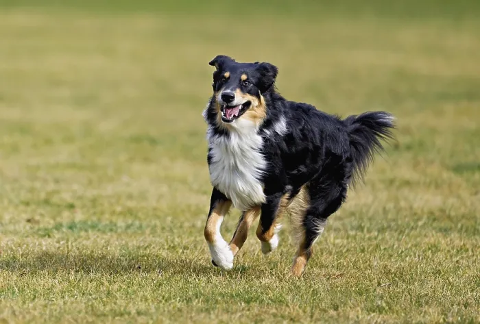 Framed Print : Mixed breed dog between Border Collie and Australian Shepherd jumps across meadow