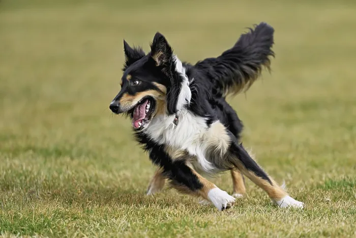 Framed Print : Mixed breed dog between Border Collie and Australian Shepherd jumps across meadow