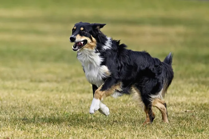 Framed Print : Mixed breed dog between Border Collie and Australian Shepherd jumps across meadow Framed Print : Mixed breed dog between Border Collie and Australian Shepherd jumps across meadow