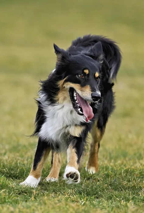 Framed Print : Mixed breed dog between Border Collie and Australian Shepherd jumps across meadow
