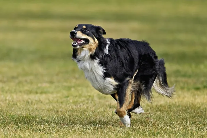 Framed Print : Mixed breed dog between Border Collie and Australian Shepherd jumps across meadow Framed Print : Mixed breed dog between Border Collie and Australian Shepherd jumps across meadow