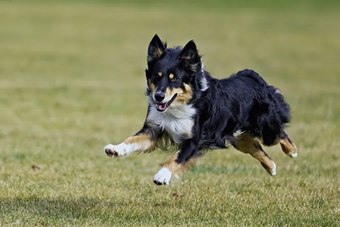 Framed Print : Mixed breed dog between Border Collie and Australian Shepherd jumps across meadow