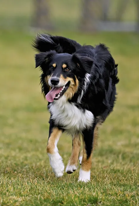 Framed Print : Mixed breed dog between Border Collie and Australian Shepherd jumps across meadow Framed Print : Mixed breed dog between Border Collie and Australian Shepherd jumps across meadow
