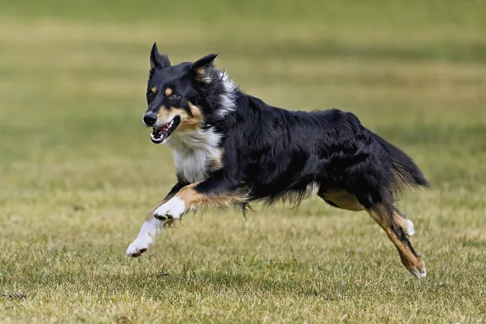 Framed Print : Mixed breed dog between Border Collie and Australian Shepherd jumps across meadow