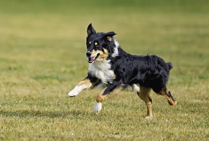 Framed Print : Mixed breed dog between Border Collie and Australian Shepherd jumps across meadow