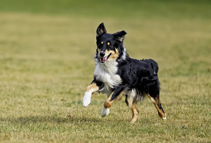 Framed Print : Mixed breed dog between Border Collie and Australian Shepherd jumps across meadow Framed Print : Mixed breed dog between Border Collie and Australian Shepherd jumps across meadow