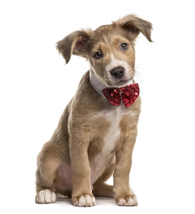 Framed Print : Mixed breed dog with a bow tie, isolated on white
