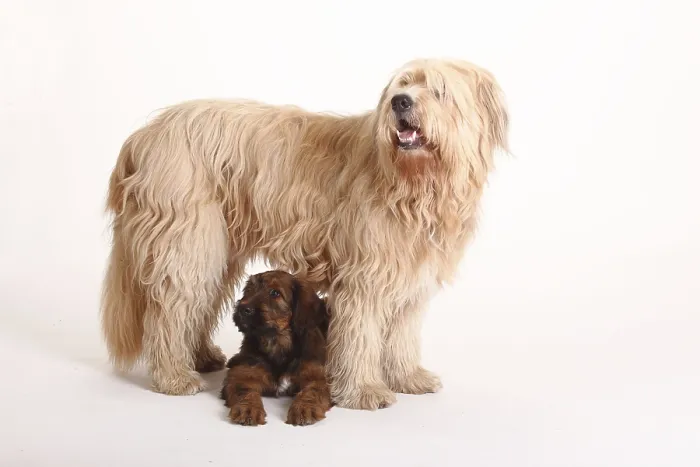 Framed Print : Mixed breed dog (Briard mix) and Briard