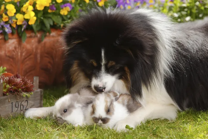 Framed Print : Mixed breed dog and dwarf ram rabbit