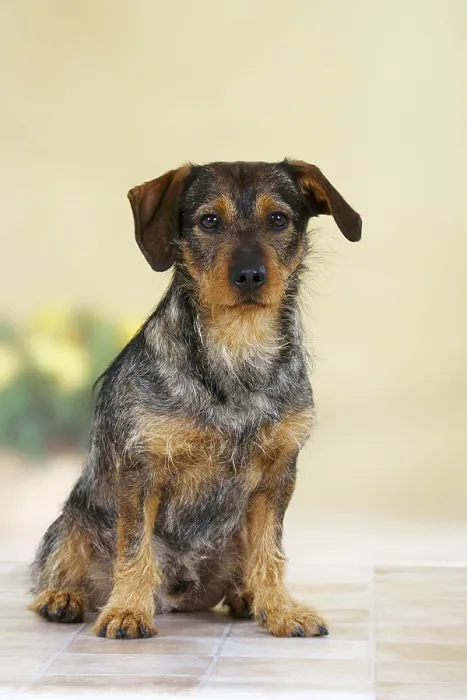 Framed Print : Mixed breed dog, exempt Framed Print : Mixed breed dog, exempt