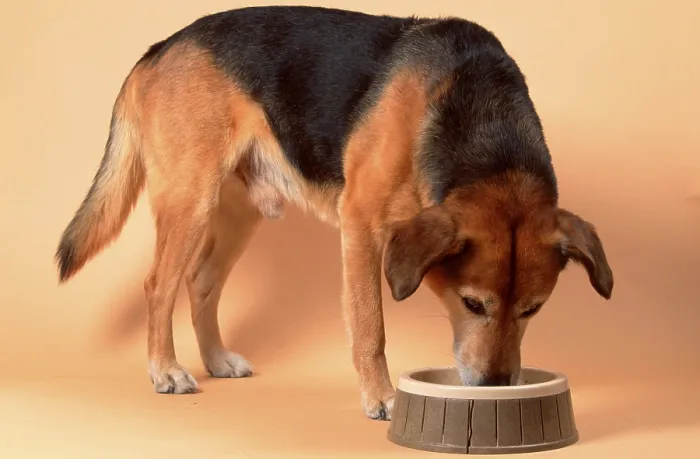 Framed Print : Mixed breed dog, Male, eating, eating bowl