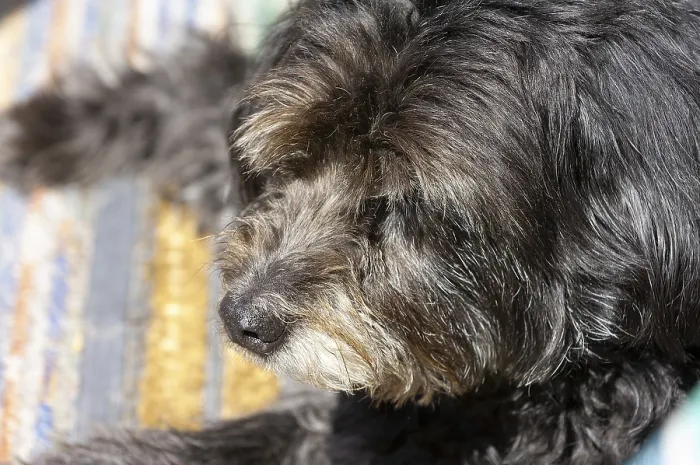 Framed Print : Mixed breed dog, portrait