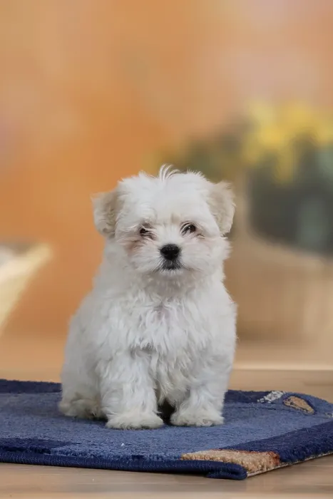 Framed Print : Mixed breed dog, puppy, 10 weeks