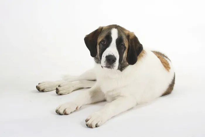 Framed Print : Mixed breed dog, puppy, 5 months Framed Print : Mixed breed dog, puppy, 5 months