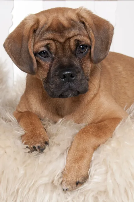 Framed Print : Mixed breed dog, Puppy, 5 months Framed Print : Mixed breed dog, Puppy, 5 months