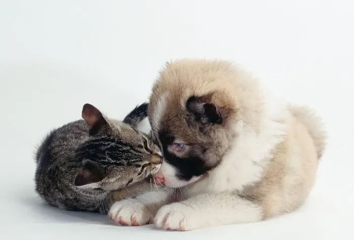Framed Print : Mixed Breed Dog puppy and kitten Framed Print : Mixed Breed Dog puppy and kitten