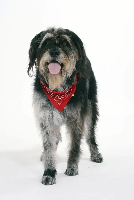 Framed Print : Mixed breed dog with scarf Framed Print : Mixed breed dog with scarf