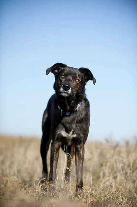 Framed Print : Mixed-breed dog standing in a meadow Framed Print : Mixed-breed dog standing in a meadow