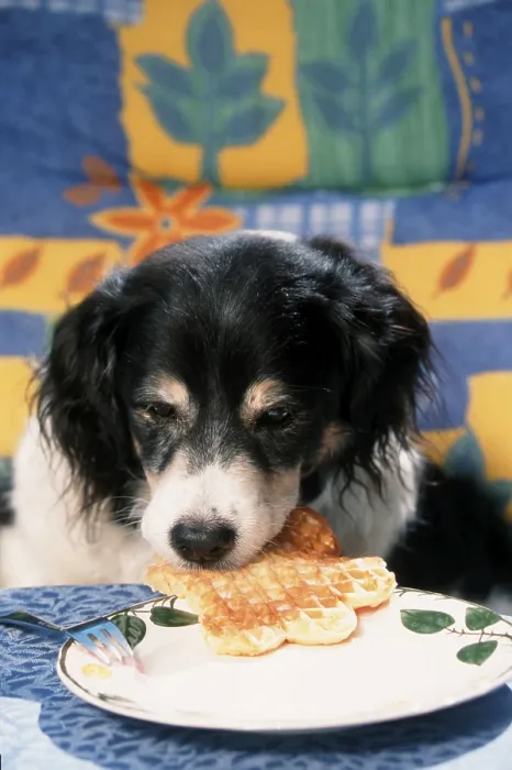 Framed Print : Mixed breed dog steals waffle from plate, steal Framed Print : Mixed breed dog steals waffle from plate, steal