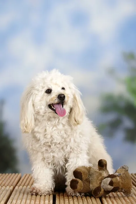 Framed Print : Mixed breed dog with toy, stuffed animal
