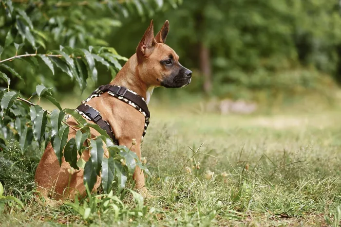 Framed Print : Mixed-breed dog wearing Y-shaped harness sitting among grass and plants